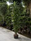 Dracena cintho dragon tree branches, indoor plant