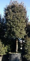 Quercus ilex - Steineiche, XXL Solitär, Großbaum