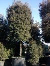 Quercus ilex - Steineiche, XXL Solitär, Großbaum