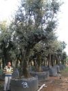 Quercus ilex - Holm Oak