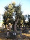Quercus ilex - Holm Oak