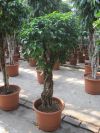 Ficus Benjamina Columnar - Zimmerpflanze Ficus