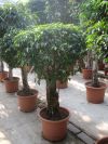 Ficus Benjamina Columnar - Zimmerpflanze Ficus
