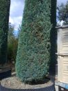 Cupressus semp. Pyramidalis - Mediterranean Cypress XXL GIGANT