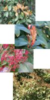 Photinia serrulata Red Robin