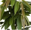 Ficus amstel king im Kunststoffpflanzgefäß