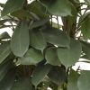 Ficus cyathistipula im Pflanzgefäß