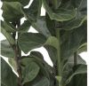 Ficus lyrata bambino im Pflanzgefäß