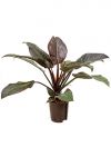 Philodendron imperial red im Pflanzgefäß