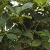 Schefflera arboricola im Pflanzgefäß