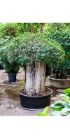 Ficus panda stem extra