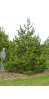 Pinus contorta - Drehkiefer