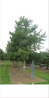 Pinus nigra Austriaca - Pine Austrian XXL