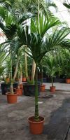 Areca catechu - betel palm