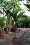 Areca catechu - betel palm