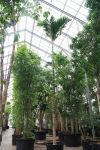 Areca catechu - Betelnusspalme, Großpflanze