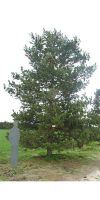 Pinus peuce - Mazedonische Kiefer