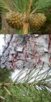 Pinus pinea - Echte Pinie, Mediterrane Pinie /Kiefer