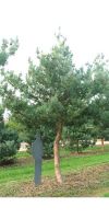 Pinus sylvestris Glauca - Blaue Bergföhre/ Kiefer