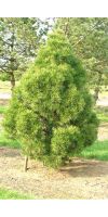 Pinus sylvestris Globosa Viridis - Kiefer