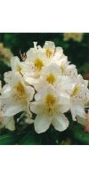 Rhododendron - Catawbiense Album
