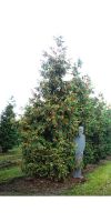Thuja plicata Excelsa - Riesen Lebensbaum