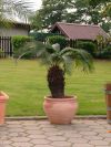 Cycas revoluta - Japanischer Palmfarn