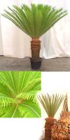Cycas revoluta - Japanischer Palmfarn