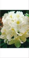 Rhododendron - Cunninghams White