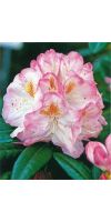 Rhododendron - insigne Hybride Brigitte