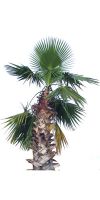 Washingtonia robusta - Petticoat-Palme