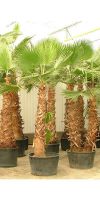 Washingtonia robusta - Petticoat-Palm