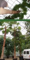 Washingtonia robusta - Petticoat-Palme XXL