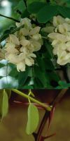 Robinia pseudoacacia Umbraculifera - Gewöhnliche Robinie