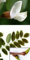 Robinia pseudoacacia Umbraculifera