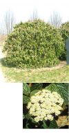 Viburnum rhytidophyllum - Immergrüner chinesischer Schneeball