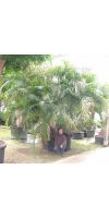 Chrysalidocarpus lutescens - Areca Palme, Goldfrucht Palme