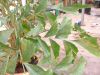 Caryota mitis - Fischschwanzpalme, Großpflanze XXL