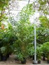 Caryota mitis - Fischschwanzpalme, Großpflanze XXL