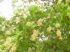Bucida buceras - Black Olive, Großbaum für den Innenraum