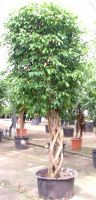 Ficus benjamina - Birkenfeige