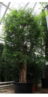 Ficus benjamina - Benjamin tree/Weeping fig