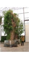 Ficus benjamina - Benjamin tree/Weeping fig