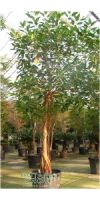Ficus elastica Decora - Feige, Gummibaum