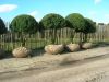 Buxus sempervirens arborescens - Buxusbaum, Kugel auf Stämmen