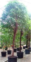 Ficus lanceolata syn. Allii