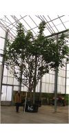 Ficus lyrata - Geigenfeigen