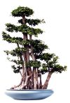 Ficus microcarpa bonsai - Chinese banyan / Curtain fig