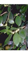 Ficus nitida