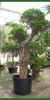 Ficus nitida Bonsai